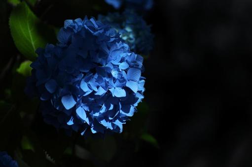 花模様₋アジサイ‐ダークなイメージ 花模様₋アジサイ‐ダークなイメージの写真