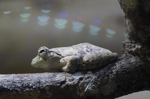 体感型カエル館 KawaZoo 体感型カエル館,kawazoo,かえるの写真素材
