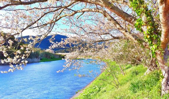 Cherry blossoms on the riverside, landscape, natural, cherry blossoms, JPG