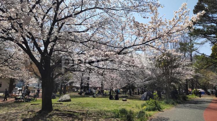 散歩中に近くの公園でみた桜 桜,公園,散歩の写真素材