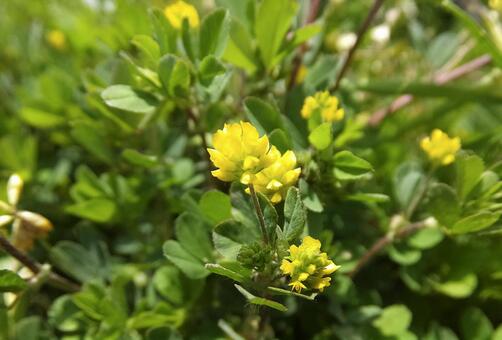 クスダマツメクサ [Large Hop Clover]-001の写真