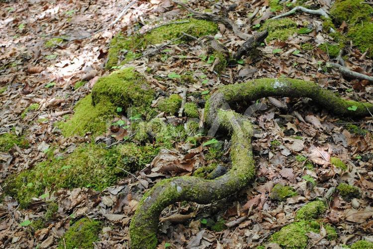 森の苔むした根 森,森林,根の写真素材
