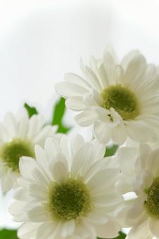 Photo, chrysanthemum, white flower, spray mum, 
