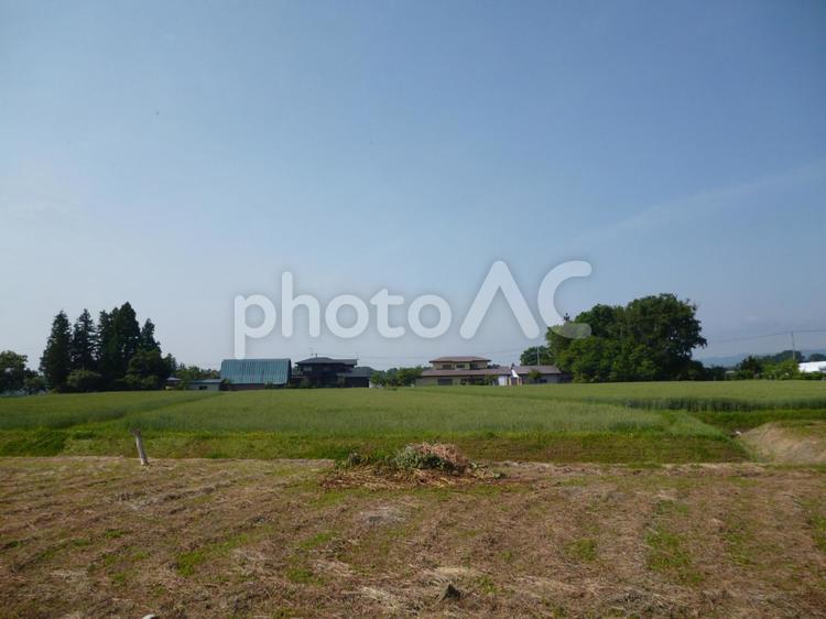 田舎の畑の風景と快晴の空 田舎,自然,風景の写真素材
