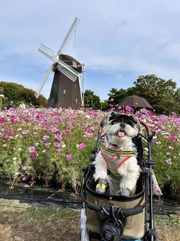 愛犬と秋桜と風車 緑地公園,季節,花壇の写真素材