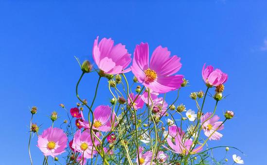 秋晴れの青空に映えるピンクの秋桜の花 秋晴れの青空に映えるピンクの秋桜の花 秋桜,花,ピンク色の写真素材