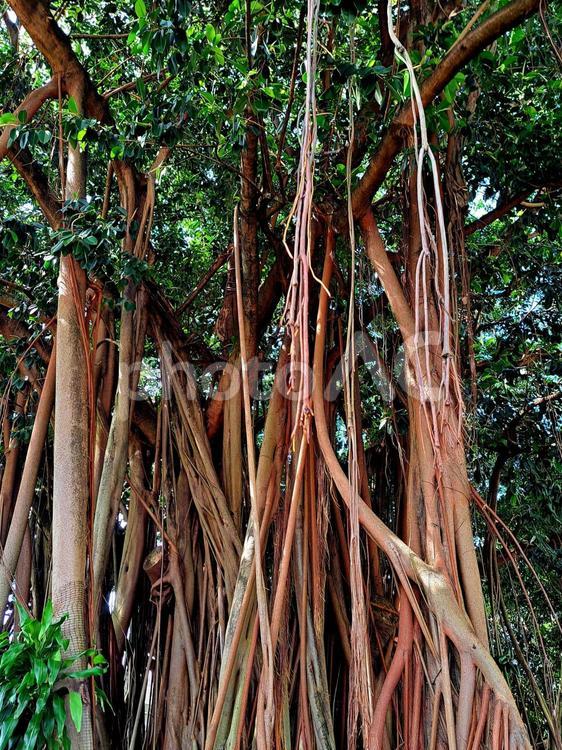 ガジュマルの木　ケアンズ ガジュマル,木,気根の写真素材