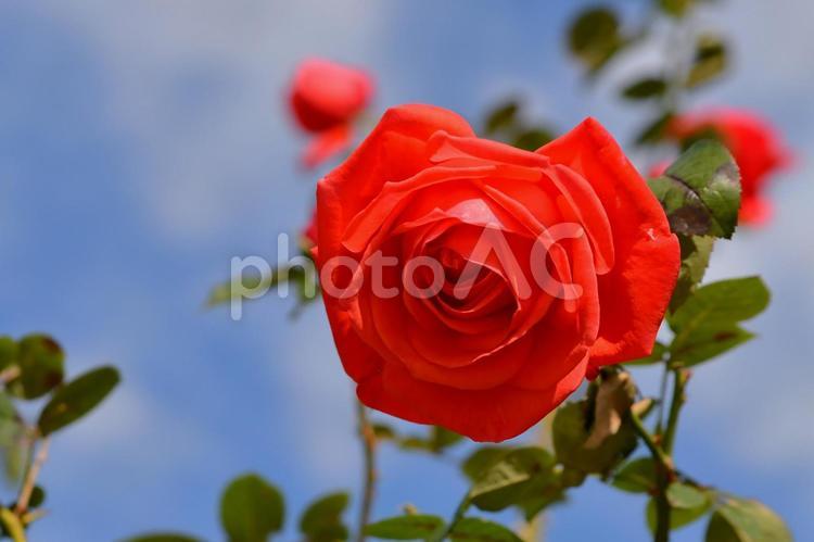 赤い薔薇 薔薇,赤,エレガントの写真素材