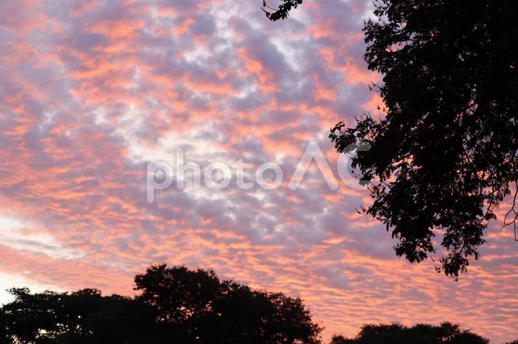 アフリカの朝 朝焼け,サンライズ出雲,サンセットの写真素材