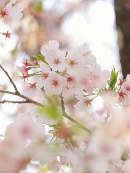 さくら さくら 桜,サクラ,花の写真素材