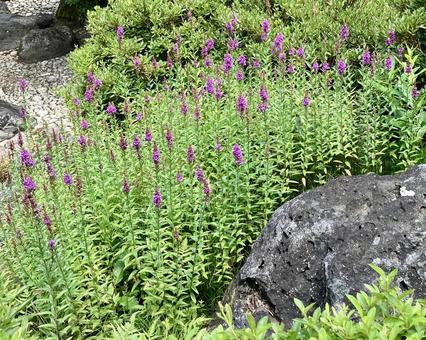 花★ミソハギ(禊萩) 花★ミソハギ(禊萩)の写真