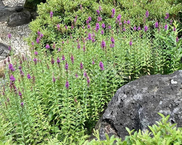花★ミソハギ(禊萩) ミソハギ,禊萩,フラワーの写真素材