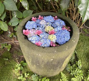 Photo, kitaura unshoji temple, hydrangea, akita, 