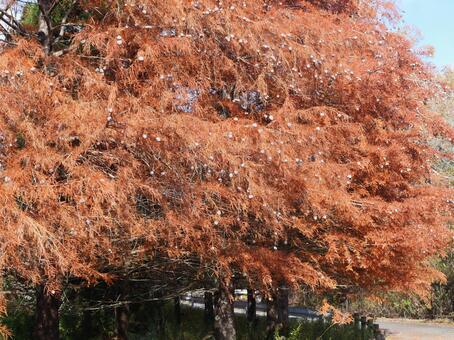 秋の実り 兵庫県,三田市,有馬富士公園の写真素材