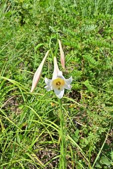 タカサゴユリ タカサゴユリ タカサゴユリ,群生,夏の写真素材