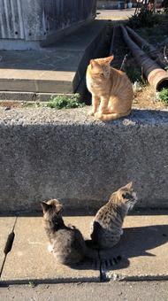 猫島 猫島の写真