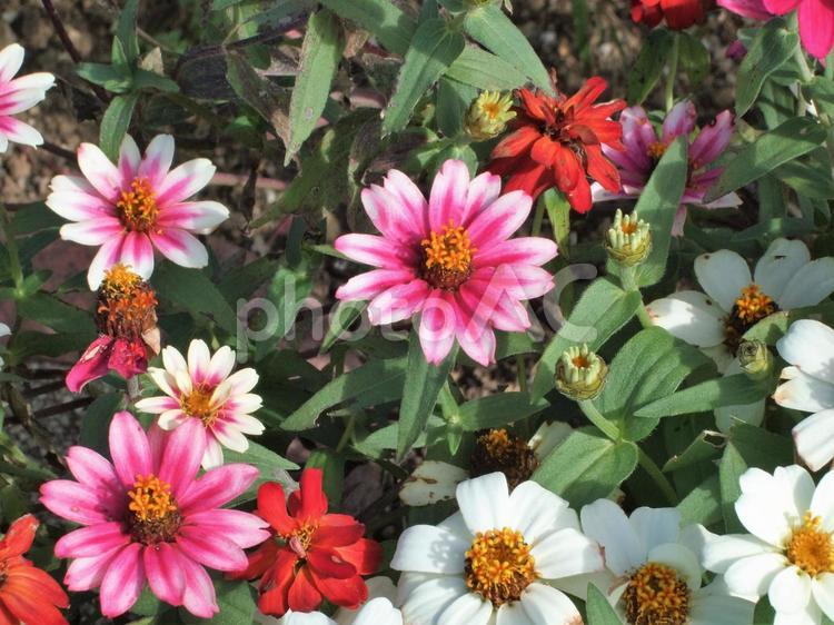 ピンクと白と赤色のジニアの花 ジニア,ピンク,ピンクの花の写真素材