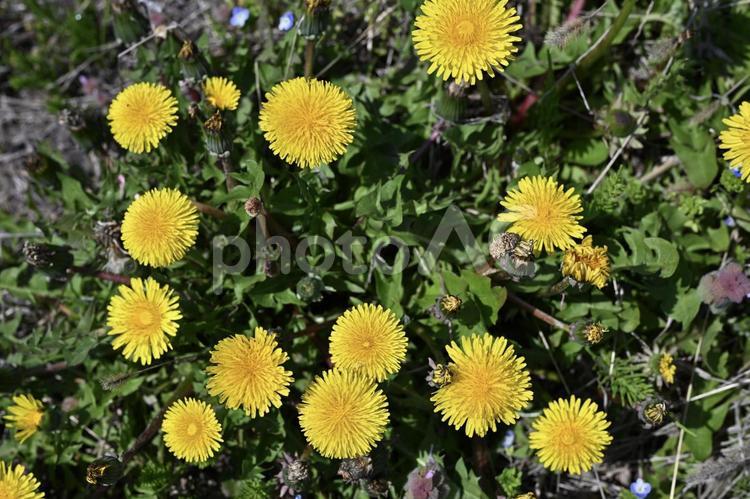 道端に咲くたんぽぽの花 たんぽぽ,タンポポ,蒲公英の写真素材