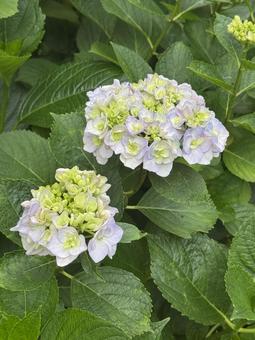 紫陽花 紫陽花の写真
