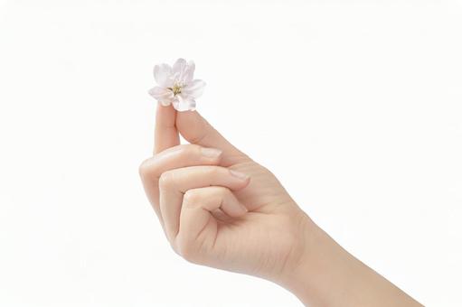 女性の手の指先に桜の花びら 指先,花びら,掴むの写真素材