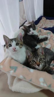 ゆっくりで良いから大きくなってね02 ゆっくりで良いから大きくなってね02 ねこ,ペット,目の写真素材
