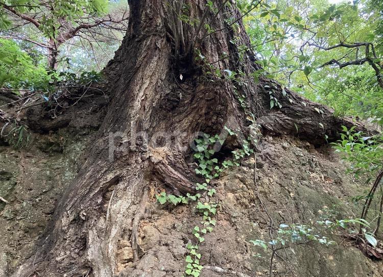 むき出しの木の根 風景,根,木の写真素材