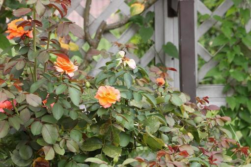 オレンジのバラ オレンジのバラ バラ,薔薇,花の写真素材