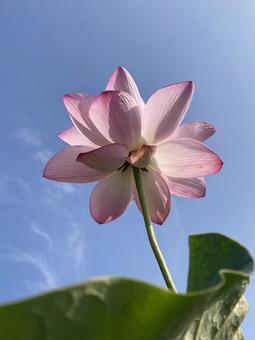 Lotus flowers shining against the blue sky of early summer, JPG
