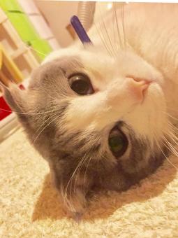 Photo, stare, ji ~, scottish fold, 