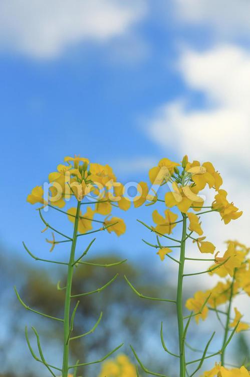 菜の花の風景 田舎,田舎風景,青空の写真素材