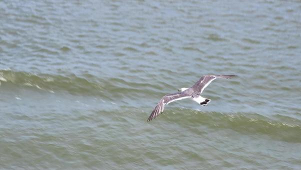 カモメの写真