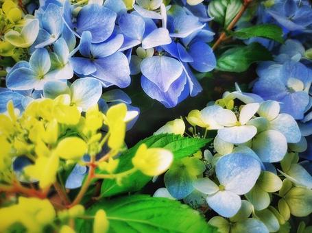 紫陽花(アップ) 紫陽花(アップ)の写真
