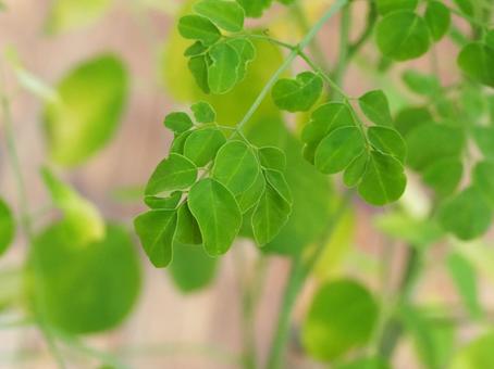 食用の木　モリンガの葉① モリンガ,ワサビの木,葉の写真素材