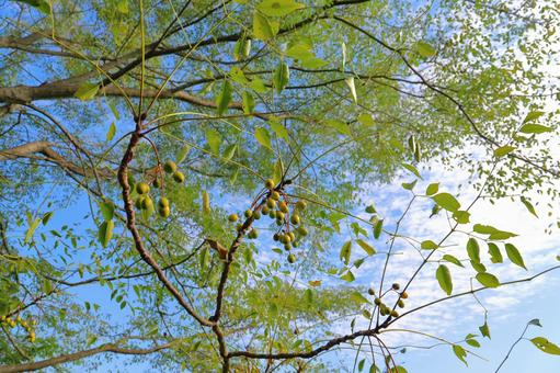 センダンの木　実　青空　雲 センダン,栴檀,木の写真素材