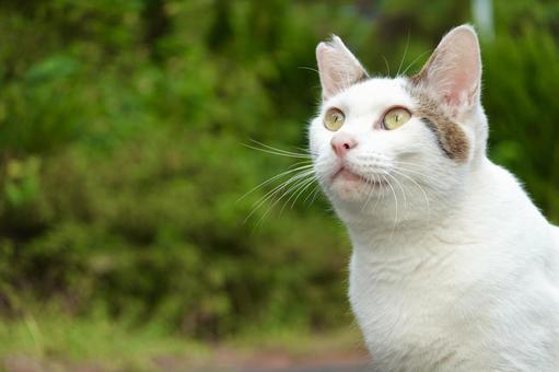 上を見るシロキジ猫 上を見るシロキジ猫 ネコ,保護猫,猫の写真素材
