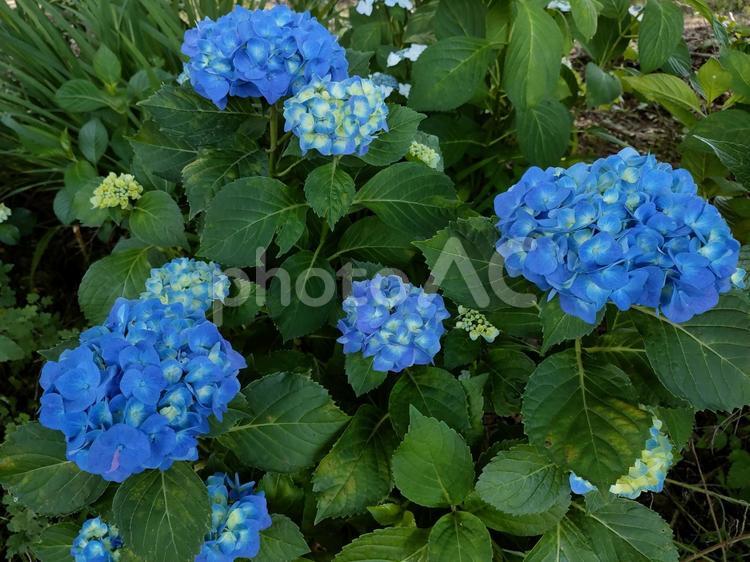 青色のアジサイが満開です アジサイ,紫陽花,あじさいの写真素材