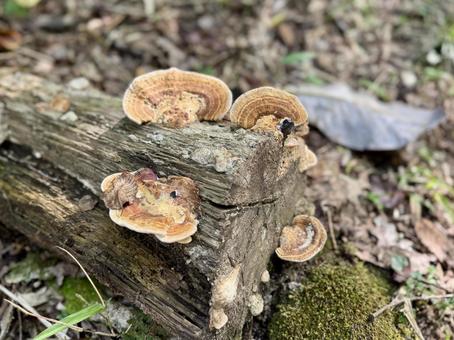 森の切り株に群生するキノコ 森の切り株に群生するキノコ キノコ,菌類,山の写真素材