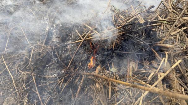 草むら野焼きの炎と煙 焼く,枯れ草,野焼の写真素材