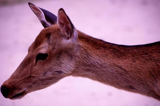 Photo, deer, tiny, nara park, 