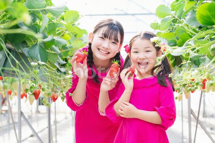 いちご狩りをする子供たち いちご狩り,いちご,笑顔の写真素材