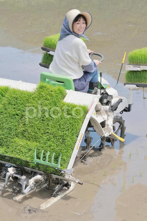 田植えをする女性 田植え,農家,女性の写真素材