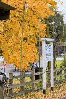 小湊鐵道 小湊鐵道,上総久保駅,銀杏の写真素材