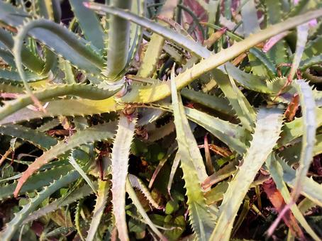 アロエ 植物 アロエ 植物 草,アロエ,健康の写真素材