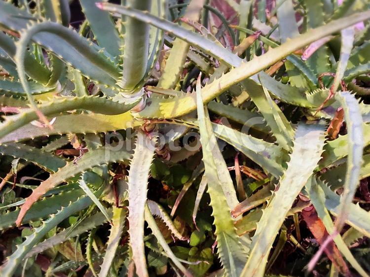 アロエ　植物 草,アロエ,健康の写真素材
