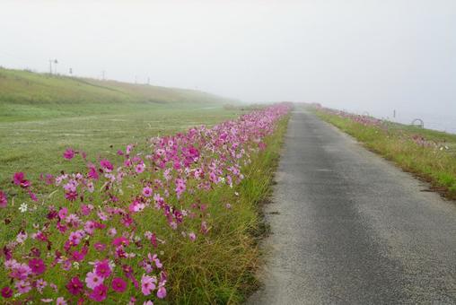 河川敷のコスモス畑 コスモス,霧,秋の写真素材