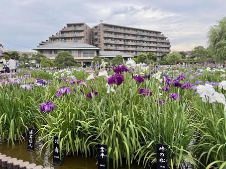堀切菖蒲園 曇り空の下咲き誇る花菖蒲 堀切菖蒲園 曇り空の下咲き誇る花菖蒲の写真