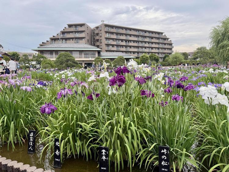 堀切菖蒲園　曇り空の下咲き誇る花菖蒲 癒し,壁紙,花畑の写真素材