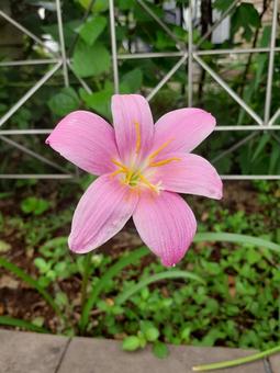 可憐なピンクの花 ゼフィランサス 可憐なピンクの花 ゼフィランサスの写真