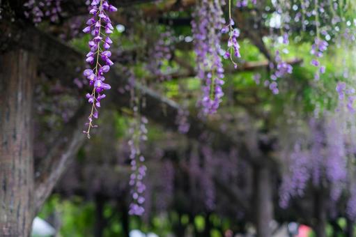 亀戸天神社の藤の花 亀戸天神社の藤の花の写真