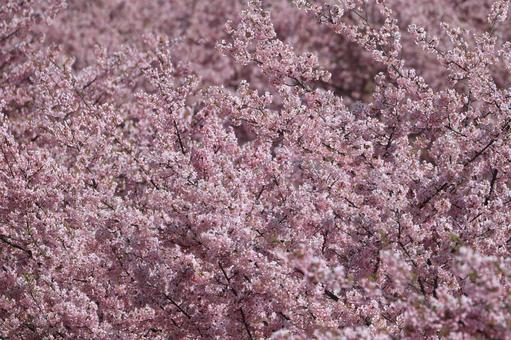 Kawazu cherry blossoms, JPG